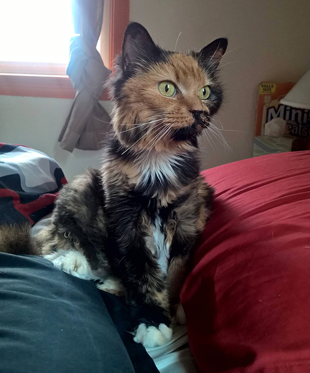 I Just Adopted This 9 Year Old Girl From The Shelter. Her Name Is Pumpkin