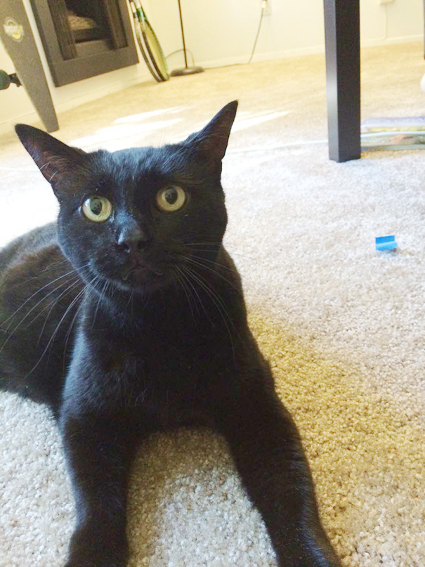 Adopted An 8 Year Old Cat Today His Name Is Jasper A.k.a. Mr. Handsome