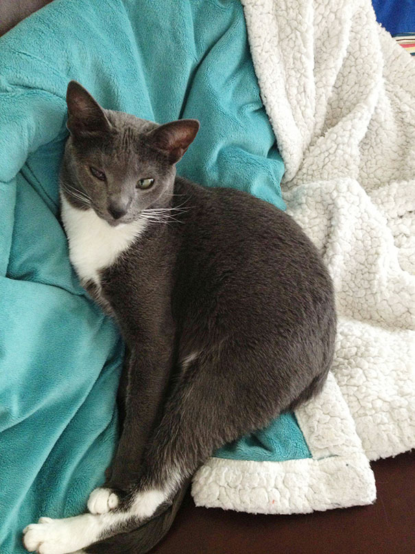 I Just Adopted A 5 Year Old Kitty From The Humane Society.meet Bitsy