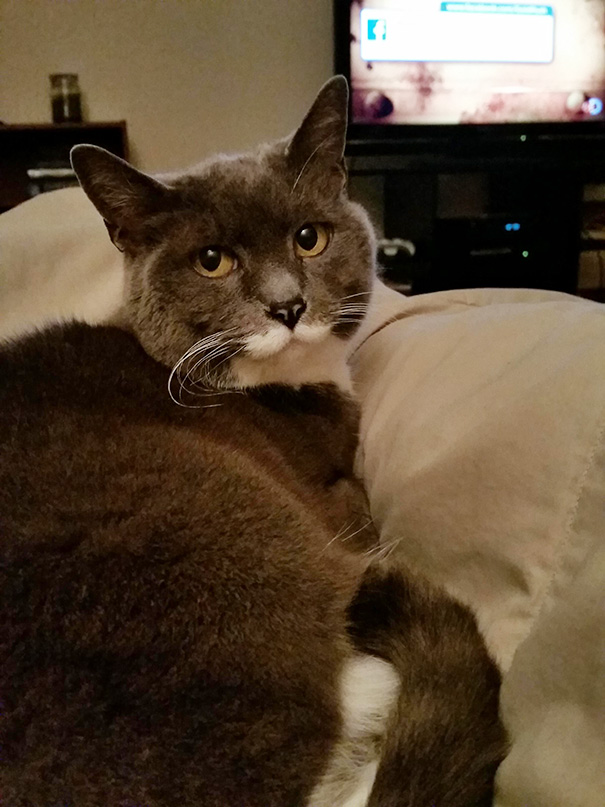 I Recently Adopted My Parents 15 Year Old Cat