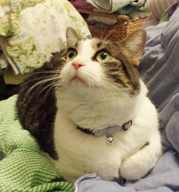 Just Adopted This Beautiful 8 Year Old Girl This Past Monday