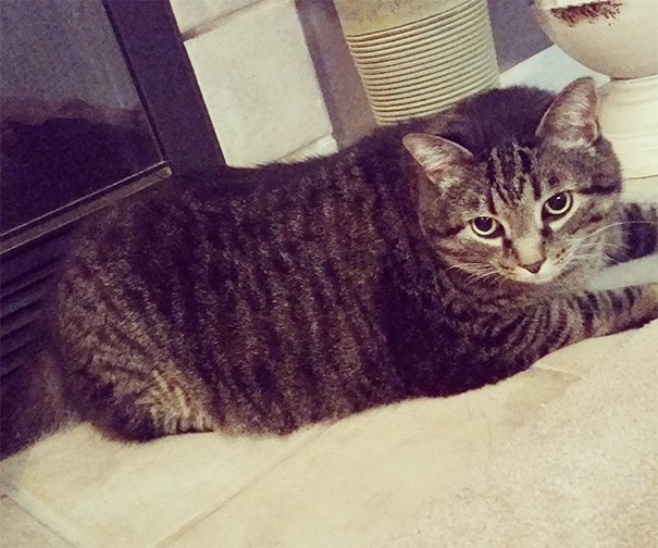 I Adopted A 7-Year-Old 27 Pound Cat Today, His Name Is Atticus But My Boyfriend Calls Him Fatticus