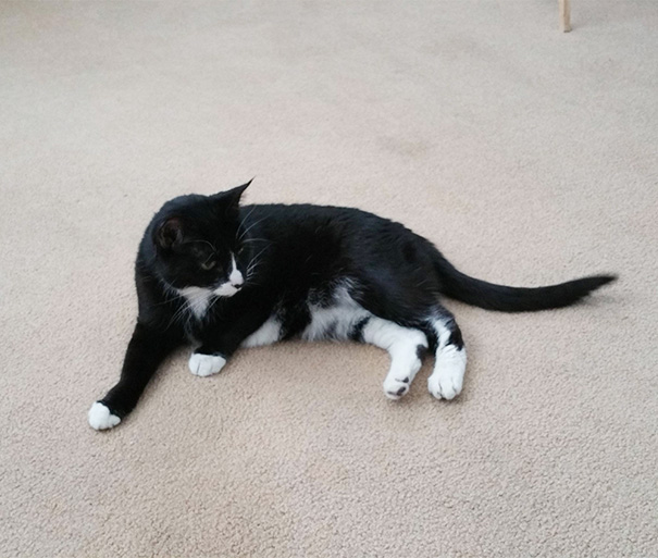 I Adopted An 11-Year-Old Cat Yesterday