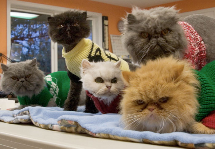 120 Of The Oldest Cats Adopted By People With The Biggest Hearts