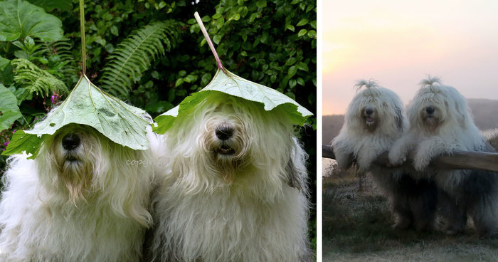 Extremely Photogenic Sheepdog Sisters That Love To Do Everything Together