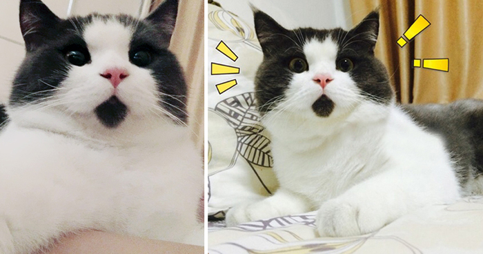 Meet The OMG Cat, The Feline Who Is Always Surprised