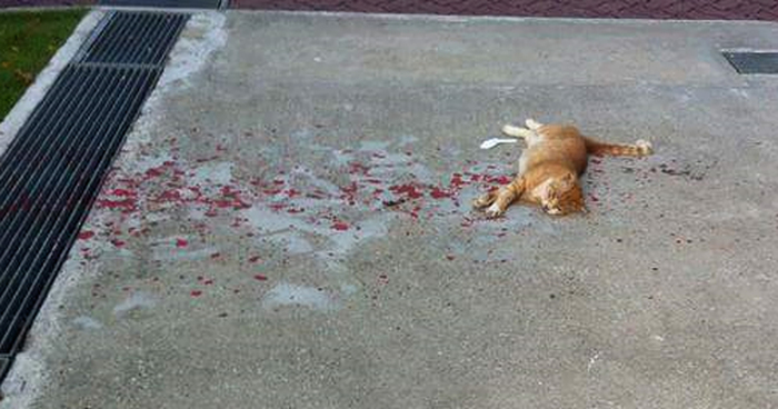 Everyone Ignored This Cat, But This Guy Decided To Rescue It