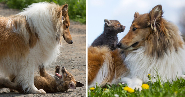 Dog Adopts A Baby Fox After His Mom Died In A Car Accident