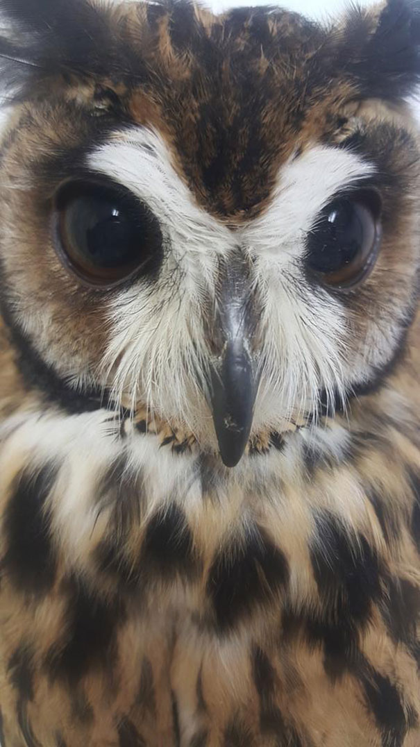 owl-cafe-ikefukuroucafe-tokyo-1