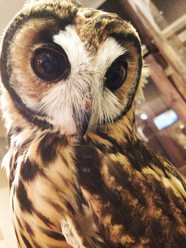 owl-cafe-ikefukuroucafe-tokyo-17