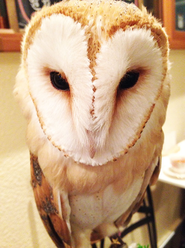 owl-cafe-ikefukuroucafe-tokyo-19
