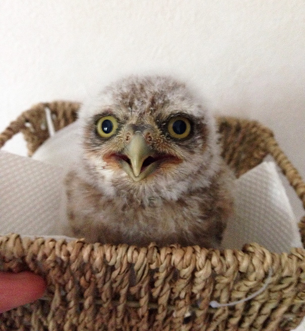 owl-cafe-ikefukuroucafe-tokyo-22