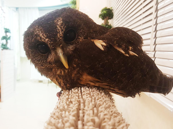 owl-cafe-ikefukuroucafe-tokyo-3