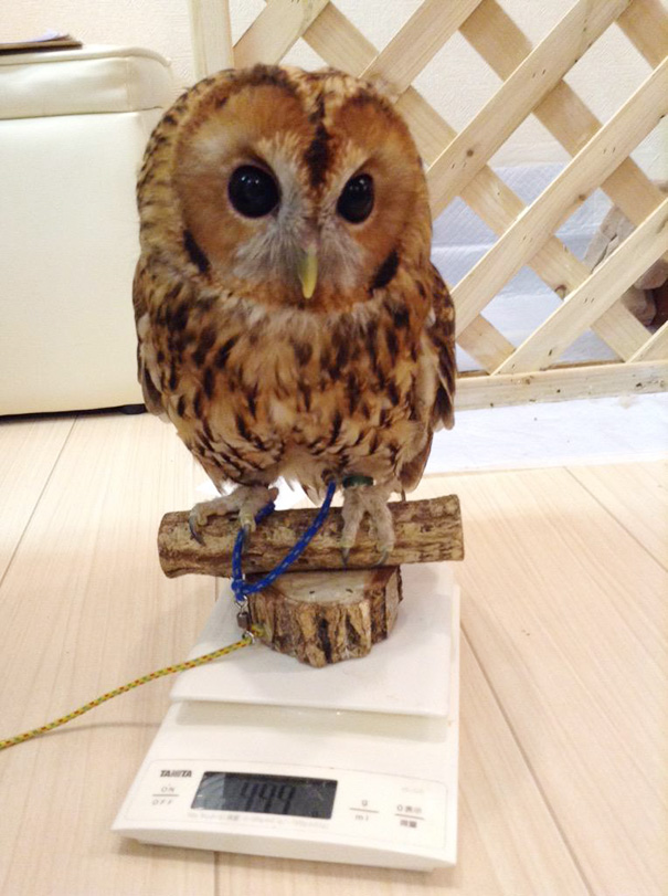 owl-cafe-ikefukuroucafe-tokyo-4