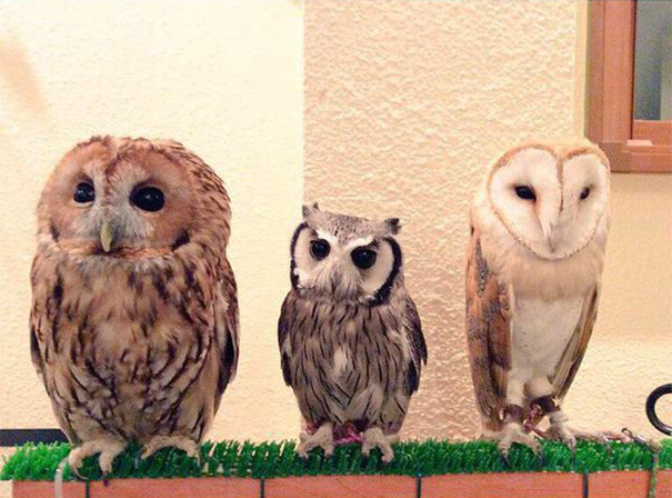 owl-cafe-ikefukuroucafe-tokyo-6