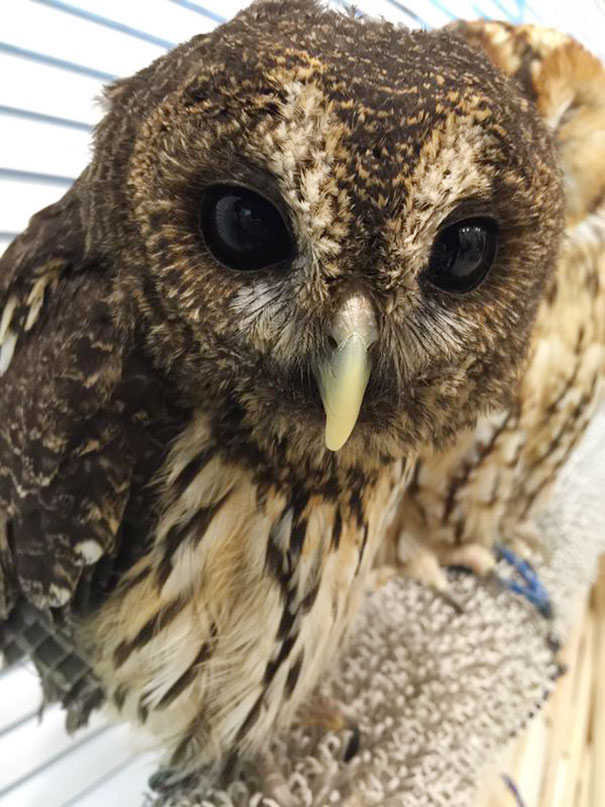 owl-cafe-ikefukuroucafe-tokyo-7