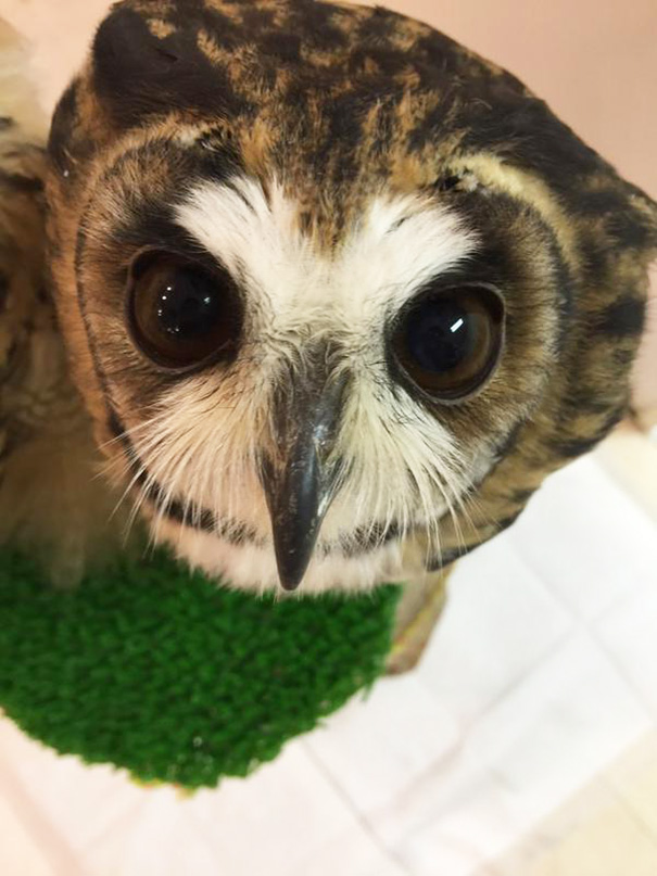 owl-cafe-ikefukuroucafe-tokyo-8
