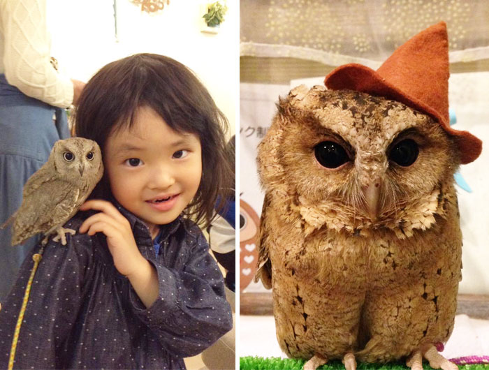 Take A Look Inside One Of Tokyo’s Owl Cafes