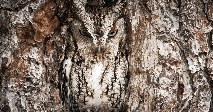 15 Stunning Examples Of Owl Camouflage
