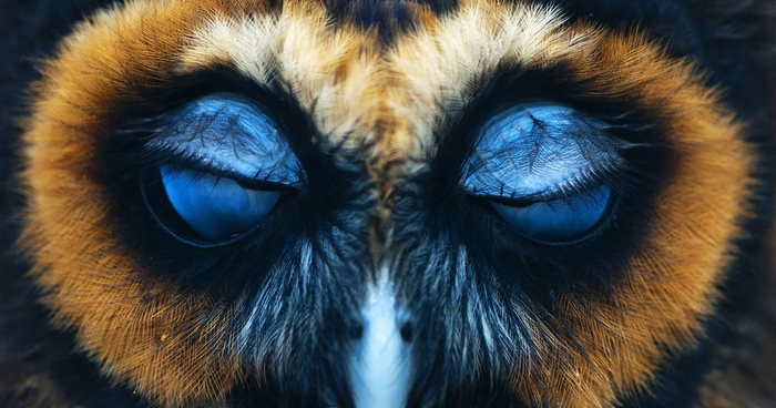 112 Majestic Owls Caught On Camera