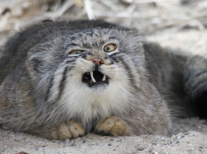 The Manul Cat Is The Most Expressive Cat In The World
