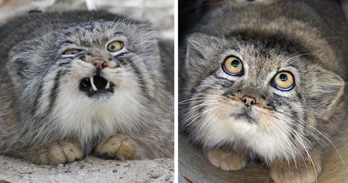 The Manul Cat Is The Most Expressive Cat In The World