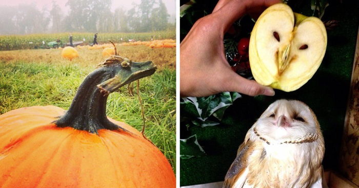 Pareidolia: 192 Faces Hidden In Everyday Objects