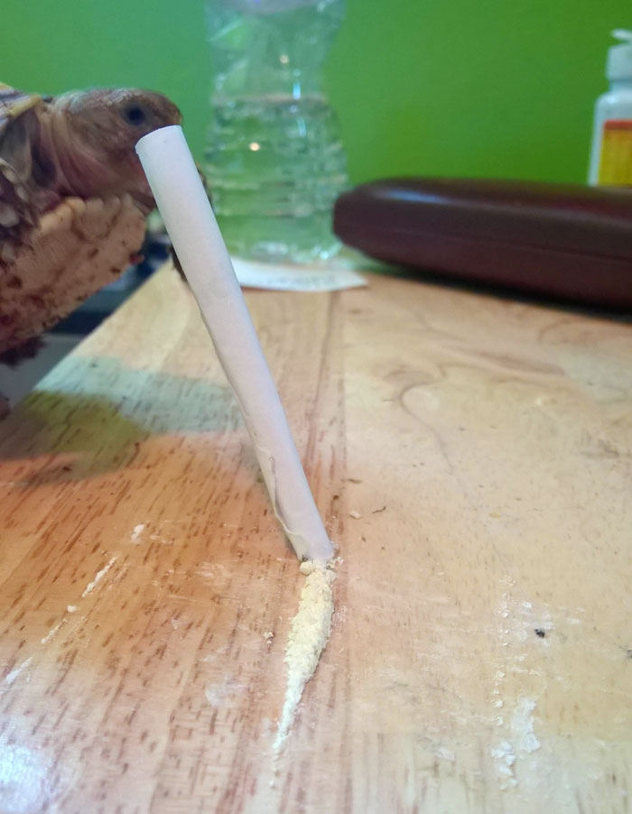 partying-tortoise-wild-night-photos-2 partying-tortoise-wild-night-photos-2