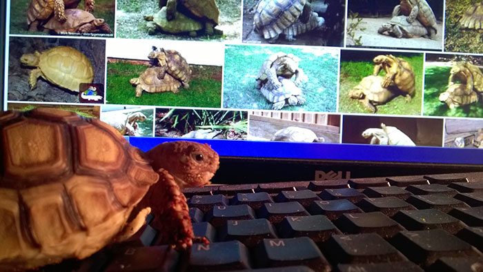partying-tortoise-wild-night-photos-3 partying-tortoise-wild-night-photos-3