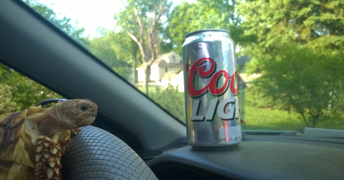 Girlfriend Asked Boyfriend To Watch Her Tortoise While She’s On Vacation. She Didn’t Expect This