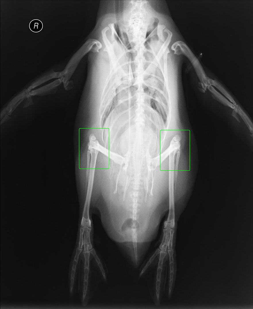 penguin-knee-xray-2
