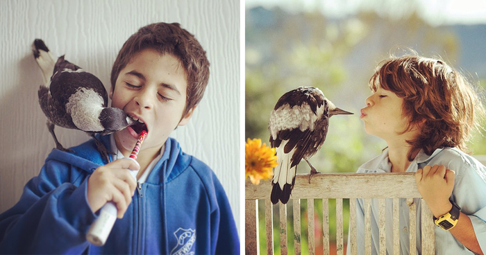 Rescued Magpie Becomes Lifelong Friend With The Family That Saved Her Life