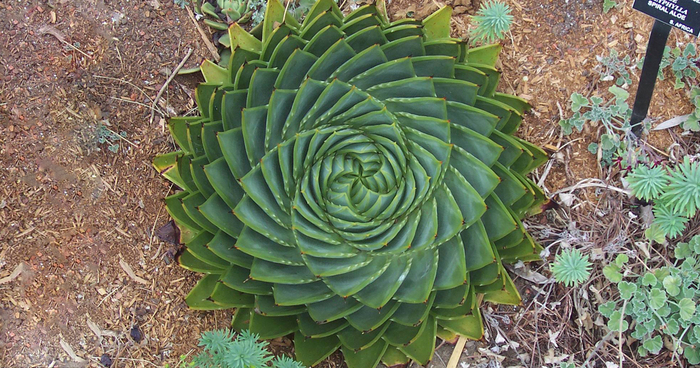 116 Photos Of Geometrical Plants For Symmetry Lovers