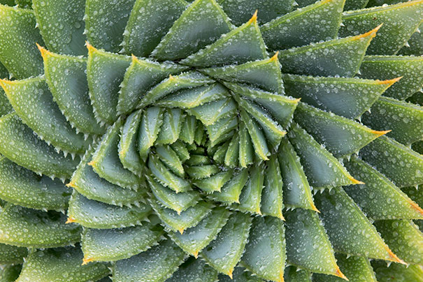 Natural Spiral