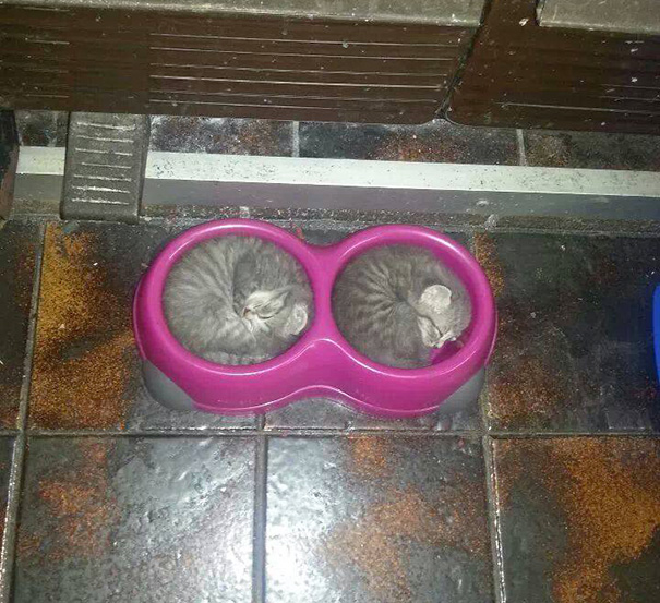 A Perfect Bowl Of Kittens