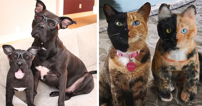 This Company Makes Exact Plush Toy Copies Of Your Pets