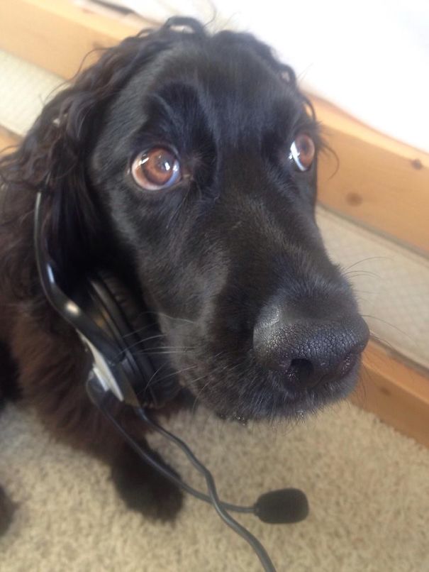 Now That's What I Call A Real Working Cocker Spaniel, London, Uk