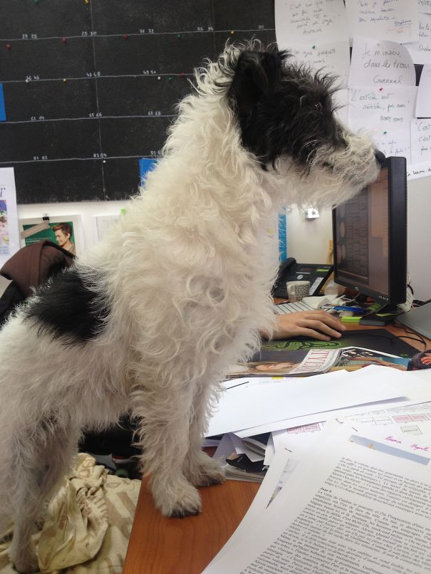 Geny Queen Of Computer