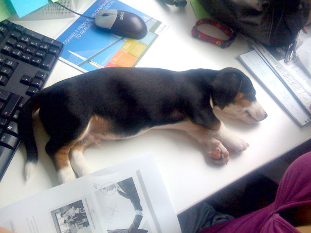 Design Work Is A Hard Job - Lets Have A Nap! :)