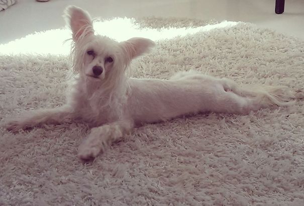 Pin Up Dog - Hjördis