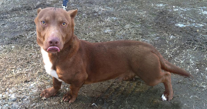 This Pitbull-Dachshund Is The Weirdest Crossbreed We’ve Ever Seen