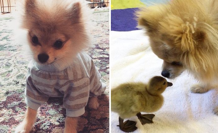 Pom Pom Chewy The Pajama Wearing Puppy