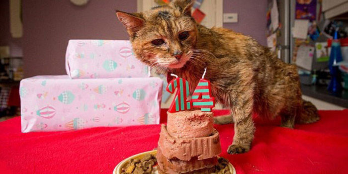 Meet Poppy: At 24, She’s The World’s Oldest Cat (That’s 114 in Human Years)