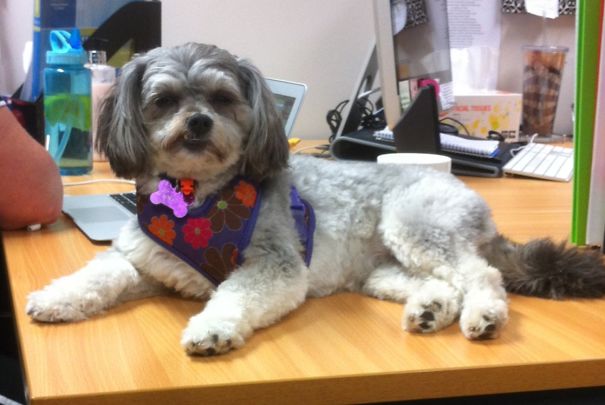Her Royal Highness's Usual Pose On My Desk