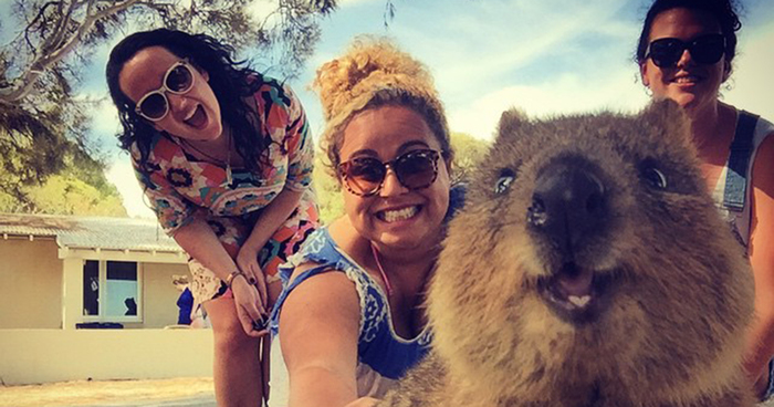 Quokka Selfie Is Cutest Trend In Australia Right Now