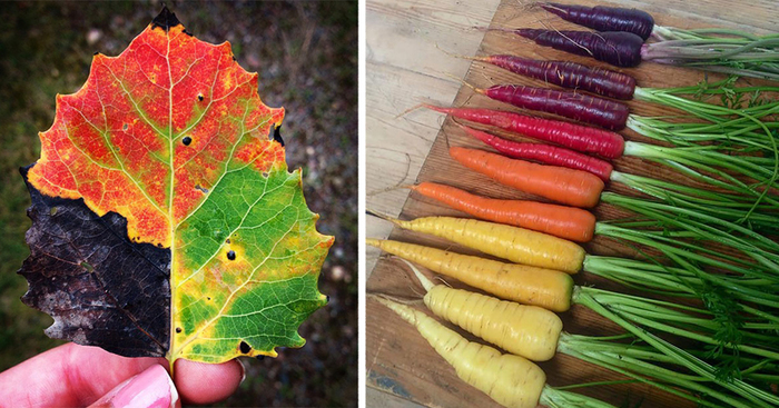 71 Photos Reveal The Full Spectrum Of Autumn’s Colors