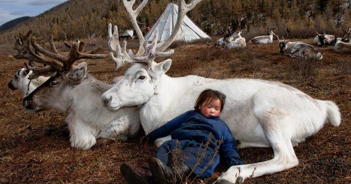 The Everyday Life Of Reindeer People Living In Mongolia