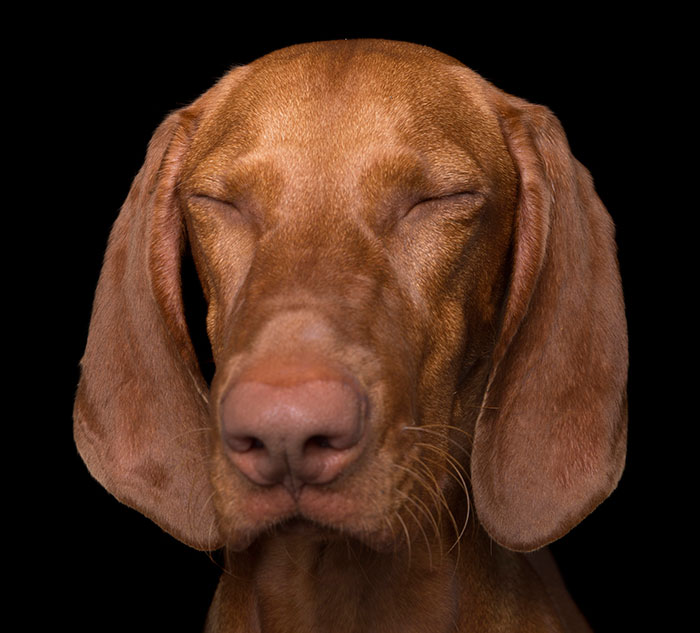 Zen Dogs: Photographer Captures The ‘Relaxed’ State Of Man’s Best Friend