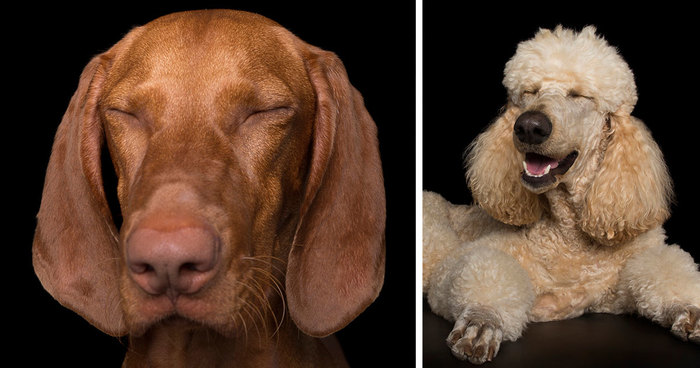 Zen Dogs: Photographer Captures The ‘Relaxed’ State Of Man’s Best Friend