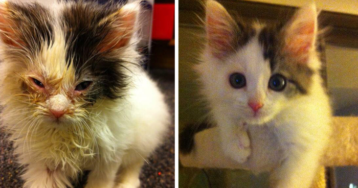 147 Powerful Before & After Pics Show How Rescue Can Change A Cat